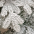 Елка новогодняя напольная, 180 см, Камчатская, ель, хвоя литая, заснеженная, 143180, ЕлкиТорг - фото 2