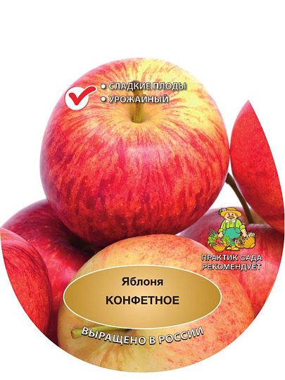 Саженцы Яблоня, Конфетное, подвой 54-118 полукарлик, 787113