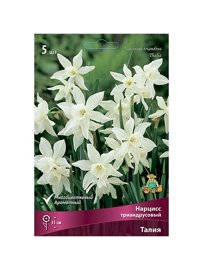 Луковицы Нарцисс триандрусовый, Талия, 12-14/К, 5 шт
