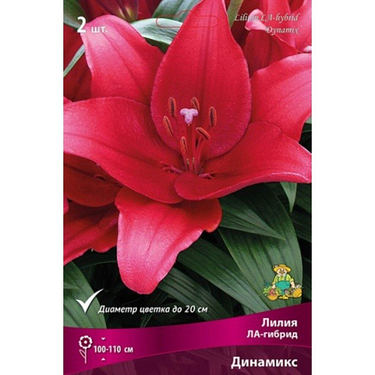 Луковицы Лилия ЛА-Гибрид, Динамикс, 14-16, 2 шт