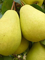 Саженцы Груша, Чижовская, 751619 - фото 2