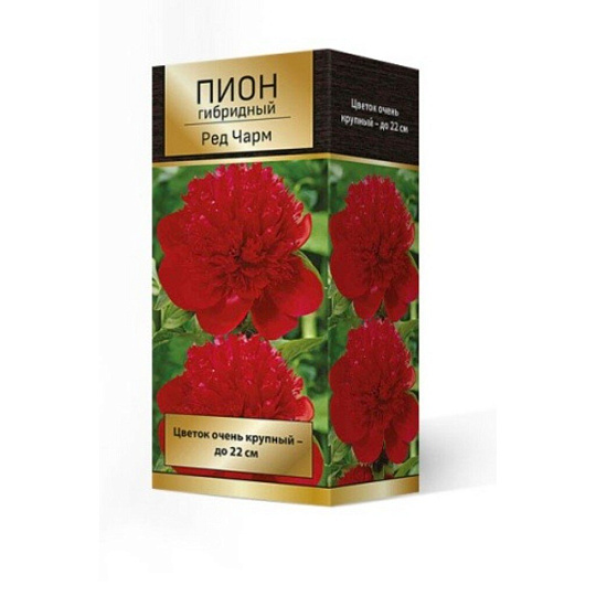 Пион гибридный Ред Чарм, 2-3/Кор