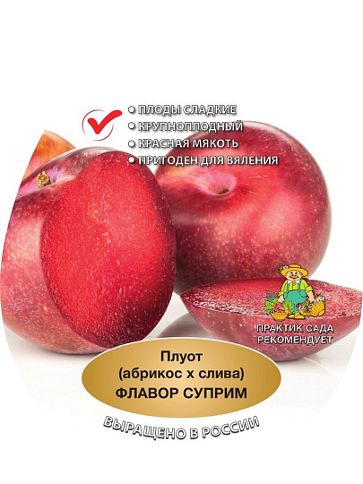 Саженцы Плуот, Флавор Суприм, гибрид, подвой семенной, алыча, 847036
