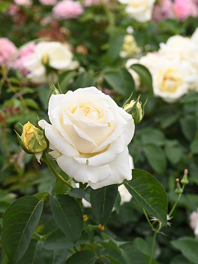 Саженцы Роза плетистая, Клайминг Айсберг, белая