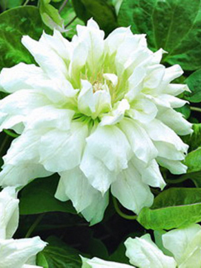 Саженцы Клематис крупноцветковый, Дачес оф Эдинбург