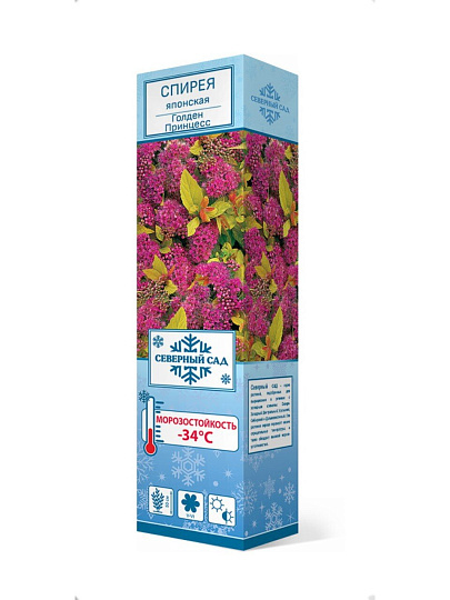 Саженцы Спирея японская, Голден Принцесс