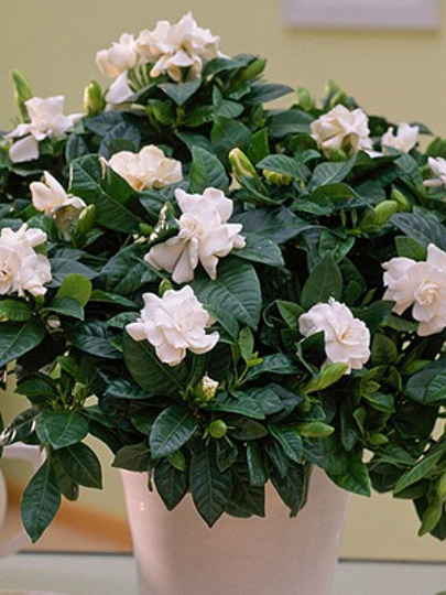 Саженцы Гардения жасминовидная, Радиканс, 820660