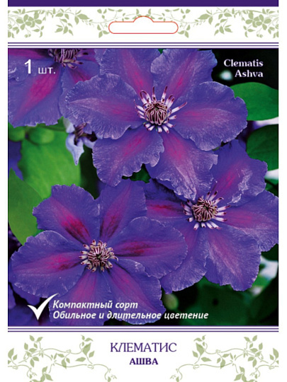 Саженцы Клематис крупноцветковый, Ашва, пурпурно-фиолетовый с красной полосые, 757658