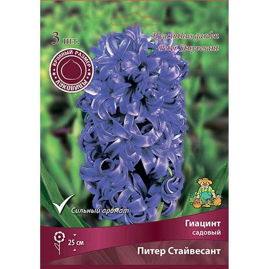 Луковицы Гиацинт садовый, Питер Стайвесант, 15-16/К, 3 шт