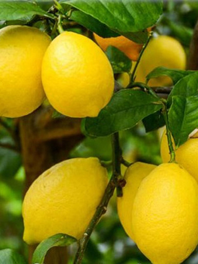 Саженцы Цитрус Лимон, Лунарио, 811120