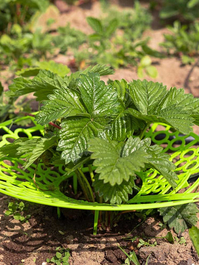 Набор для капельного полива клубники №29, от емкости, на 40 раст, Жук, 8845-00