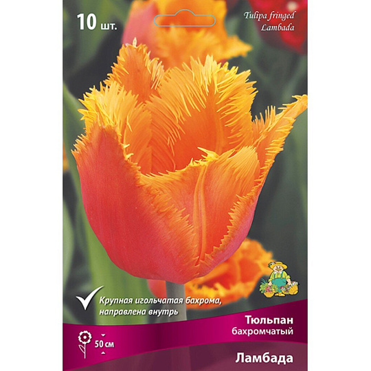 Луковицы Тюльпан бахромчатый, Ламбада, 11-12/К, 10 шт