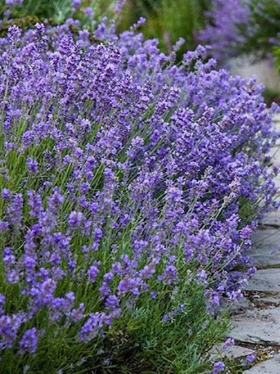 Саженцы Лаванда узколистная, Манстед, 799413