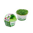 Набор для выращивания Микрозелень, Базилик, Моя микрозелень, Здоровья клад - фото 2