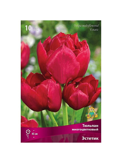 Луковицы Тюльпан многоцветковый, Эстетика, 11-12/К, 10 шт