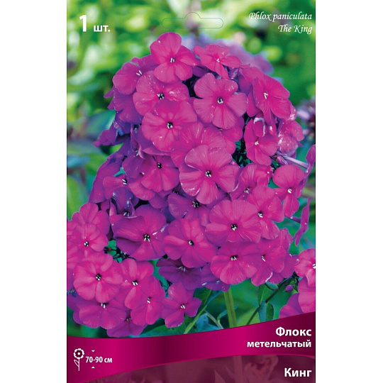 Корневище Флокс метельчатый, Кинг, пурпурно-фиолетовое