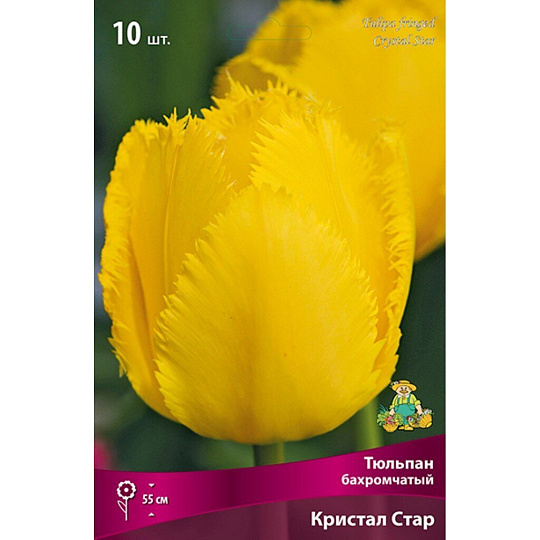Луковицы Тюльпан бахромчатый, Кристал Стар, 11-12, 10 шт