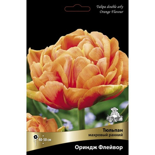 Луковицы Тюльпан махровый ранний, Ориндж Флейвор, 11-12/К, 5 шт