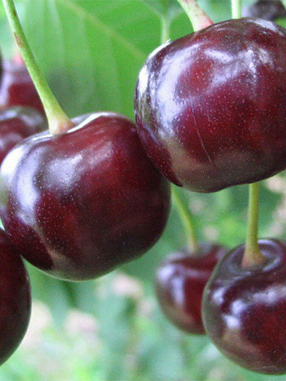 Саженцы Вишня, Чудо-вишня, вишня x черешня, ранняя, темно-красная, 751575