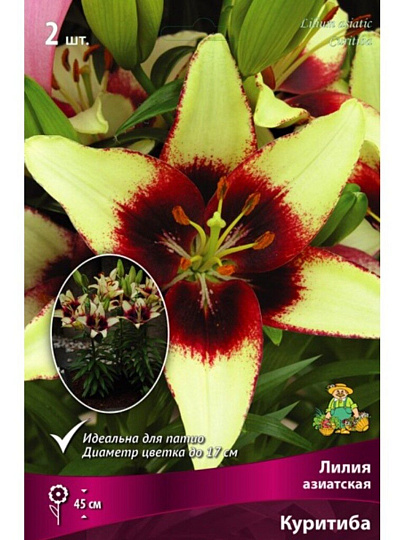 Луковицы Лилия азиатская, Куритиба, 2 шт