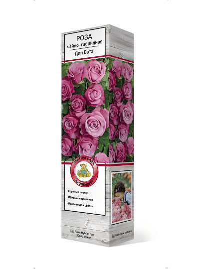 Саженцы Роза чайно-гибридная, Дип Ватэ, 810034