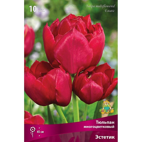 Луковицы Тюльпан многоцветковый, Эстетика, 11-12/К, 10 шт