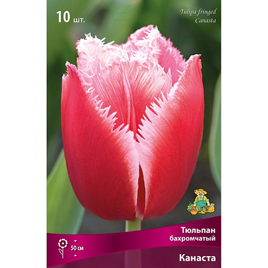 Луковицы Тюльпан бахромчатый, Канаста, 11-12/К, 10 шт