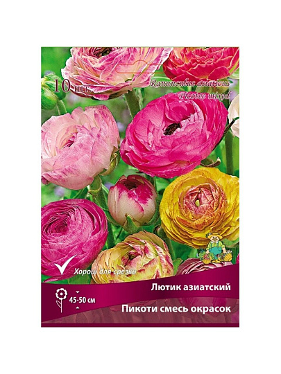 Луковицы Лютик, Пикоти смесь окрасок