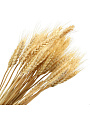 Цветок искусственный декоративный Колосья, бежевый, Y4-5315 - фото 2