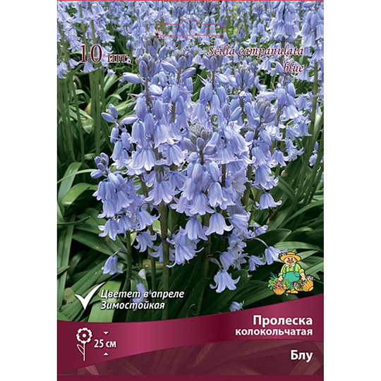 Луковицы Пролеска колокольчатая, Блум, 7-8/К, 10 шт