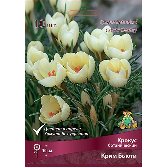 Луковицы Крокус ботанический, Крим Бьюти, 5-7/К, 10 шт