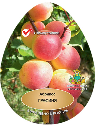 Саженцы Абрикос, Графиня, 751518