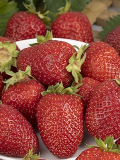 Саженцы Земляника садовая, Альба НФ311, 5 шт, 691228