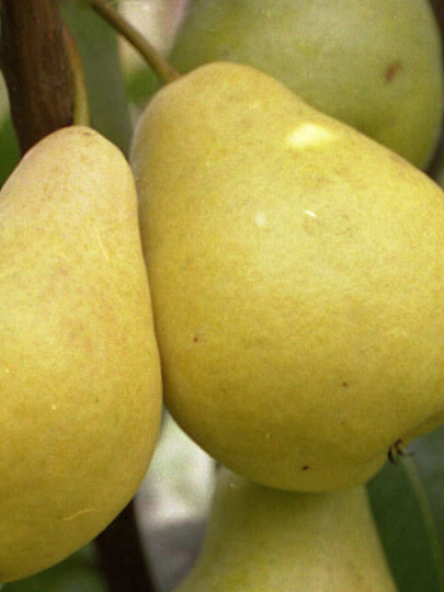 Саженцы Груша, Лада, в коробке, раннелетняя, желтая с красным румянцем, 763530