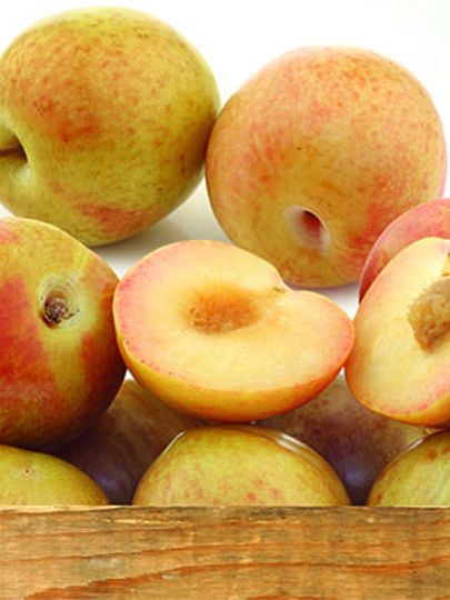 Саженцы Шарафуга, Голд, гибрид, подвой семенной, алыча, 814634