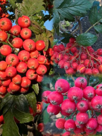 Саженцы Рябина, Ликерная, 800164