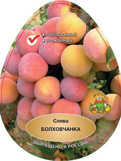 Саженцы Слива, Болховчанка, 762931