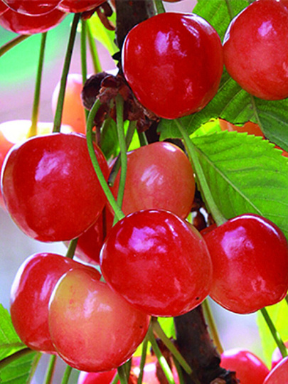 Саженцы Вишня, Краса Севера, дюк, подвой клоновый, Измайловские, 847085