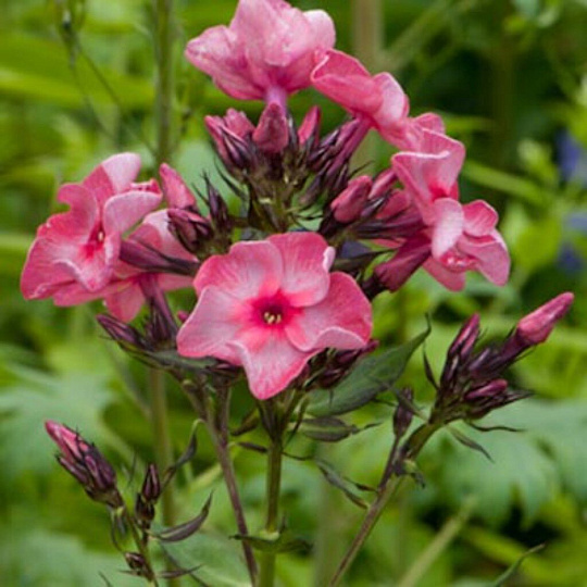 Корневище Флокс метельчатый, Феррис Вил