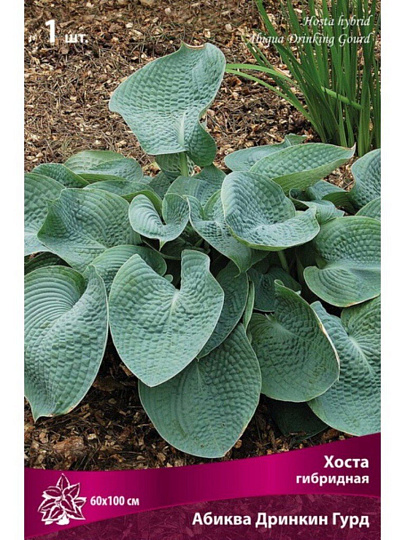 Корневище Хоста гибридная, Абиква Дринкин Гурд
