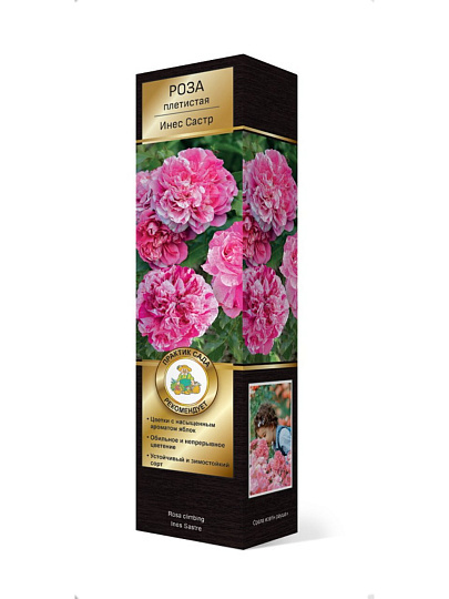 Саженцы Роза плетистая, Инес Састр, 752103