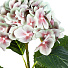 Цветок искусственный декоративный Гортензия, 70 см, зеленый, Y4-7150 - фото 2