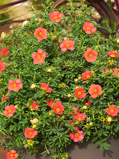 Саженцы Лапчатка кустарниковая, Ред Иссима, 820656