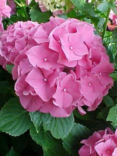 Саженцы Гортензия крупнолистовая, Букет Роуз, 750366