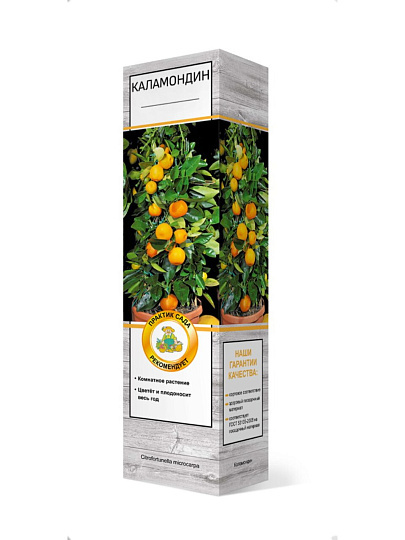 Саженцы Цитрус, Каламондин, комнатное растение, 750574