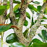 Дерево искусственное декоративное в кашпо, 195 см, Y4-3396 - фото 3