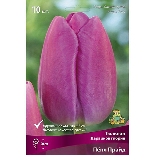 Луковицы Тюльпан Дарвинов гибрид, Пепл Прайд, 11-12, 10 шт