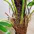 Дерево искусственное декоративное Пальма, в кашпо, 130 см, Y4-3404 - фото 3
