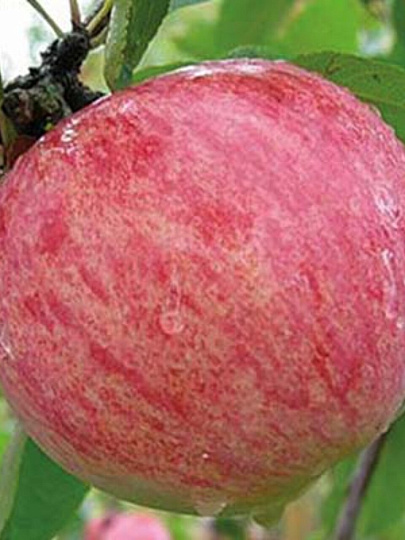 Саженцы Яблоня, Коричное полосатое, подвой 54-118 полукарлик, 752247