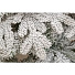 Елка новогодняя напольная, 270 см, Камчатская, ель, хвоя литая + ПВХ пленка, 143270, ЕлкиТорг - фото 2
